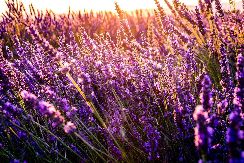 You are currently viewing The Power of Flowers to do Good